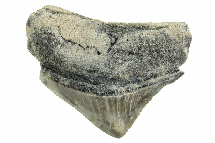 Serrated, Posterior Juvenile Megalodon Tooth - Georgia #329822
